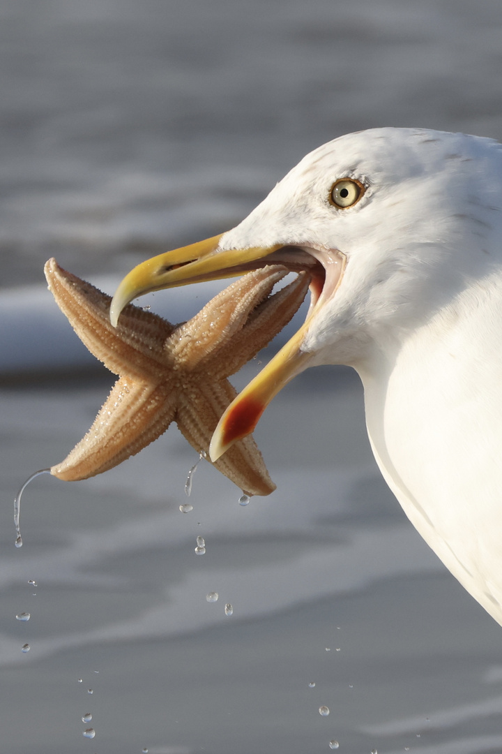 Möwe frisst Seestern