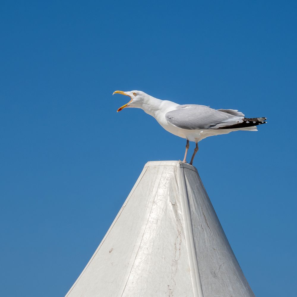 Möwe frisst Wischlappen