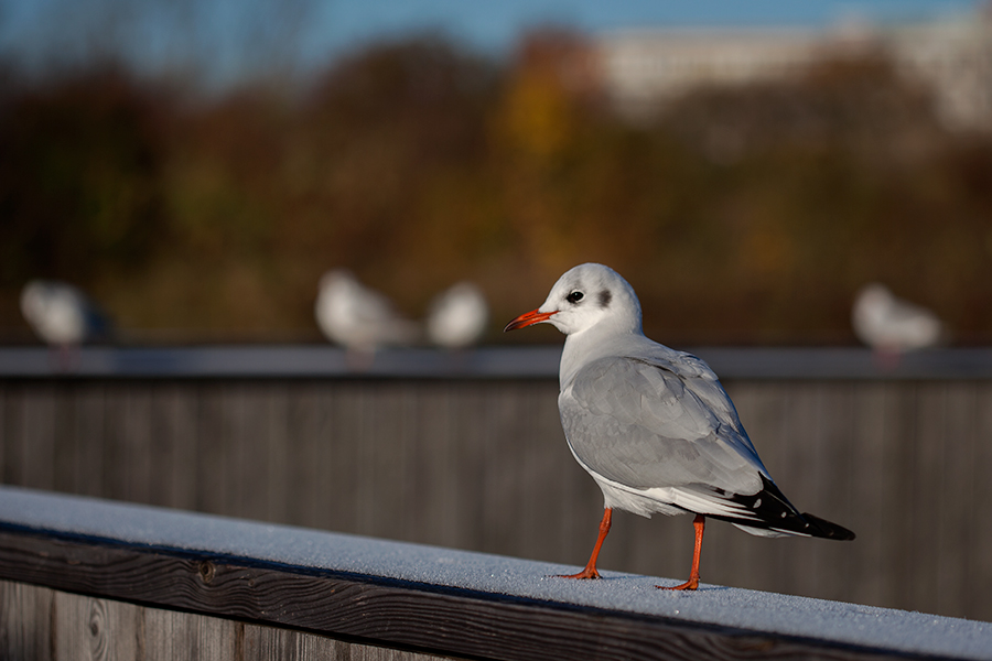 Möwe für Heide