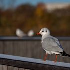 Möwe für Heide