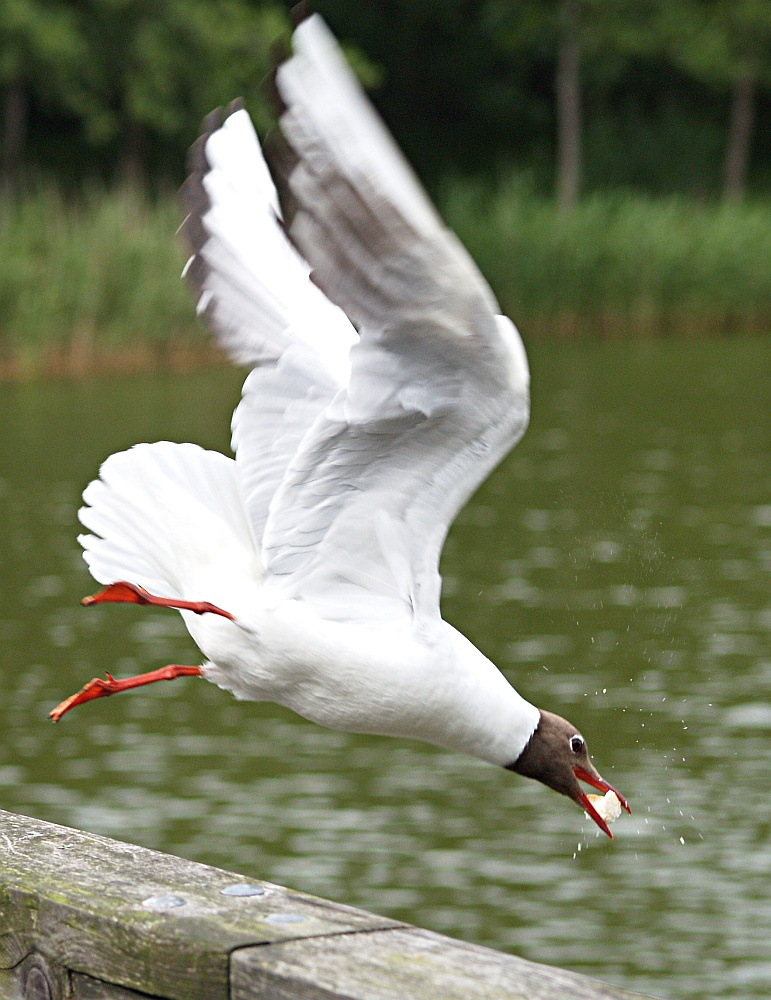 Möwe füttern - Sprung von der Brücke