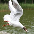 Möwe füttern - Sprung von der Brücke