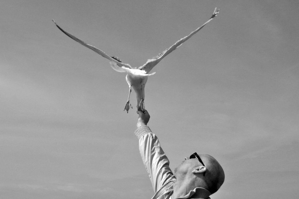 Möwe Fütterung (Seagull feeding)