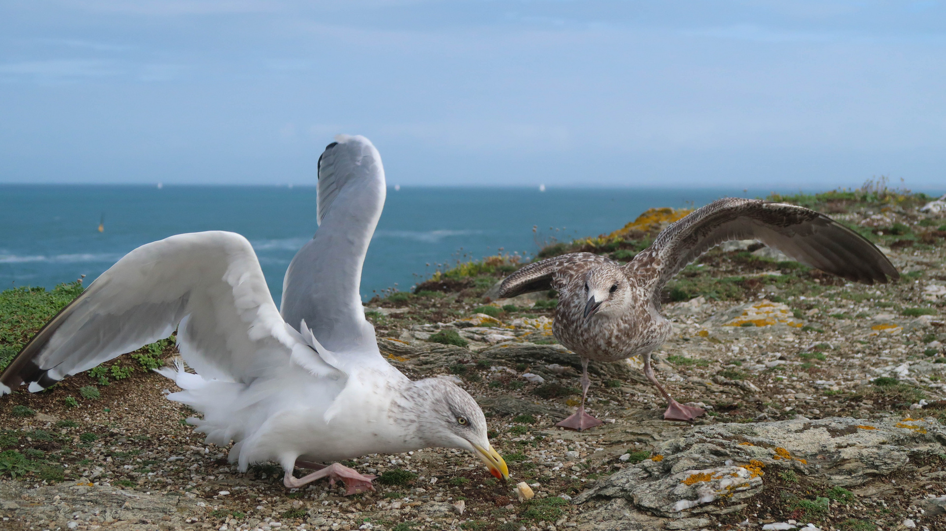 Möwe Futterkampf