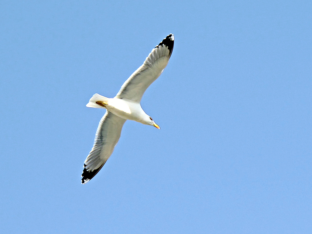 Möwe / Gabbiano (1)