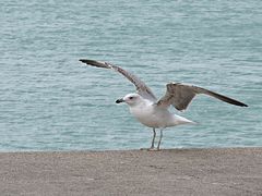 Möwe / Gabbiano (3)