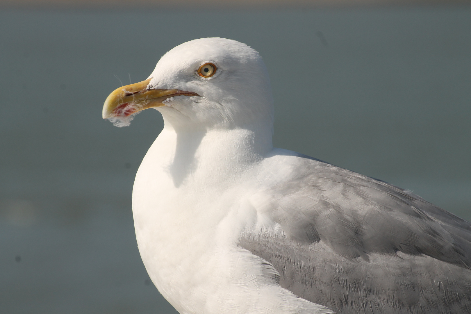 Möwe ganz entspannt !!