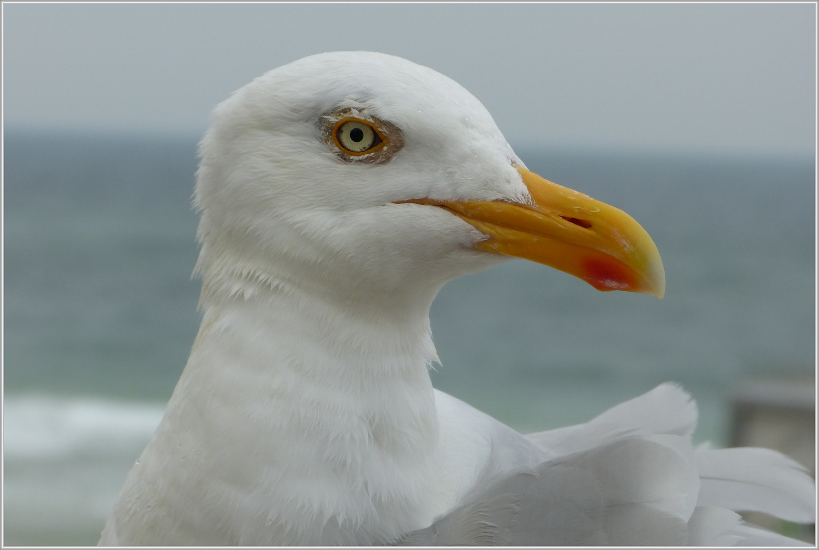 Möwe, ganz groß