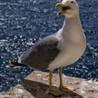 Möwe - ganz, mit Allem drum und dran, und was drin war