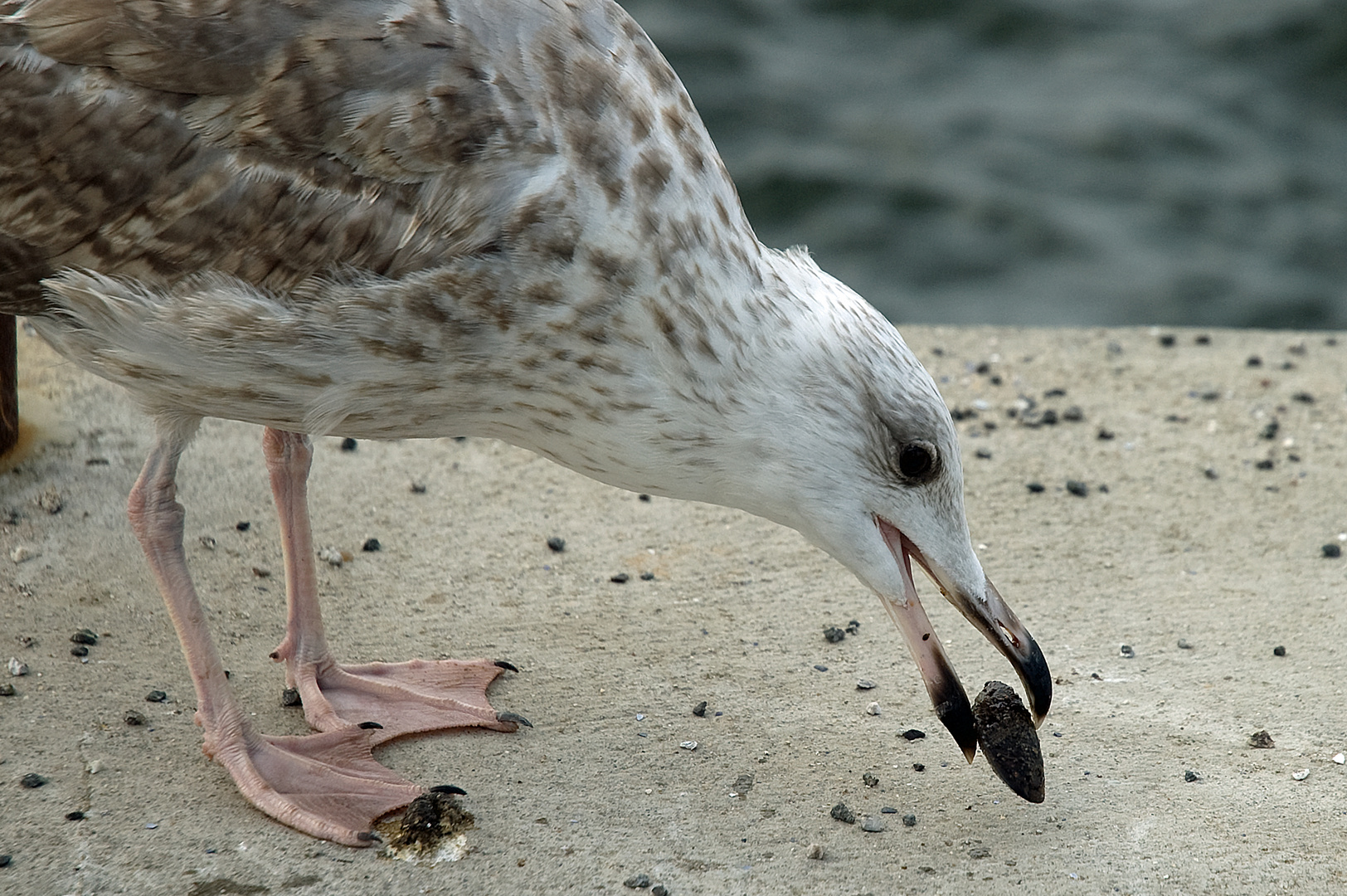 Möwe ganz nah