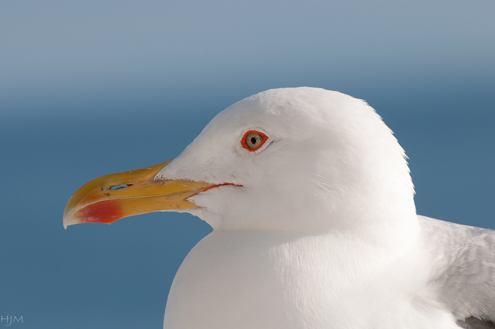 Möwe ganz nah