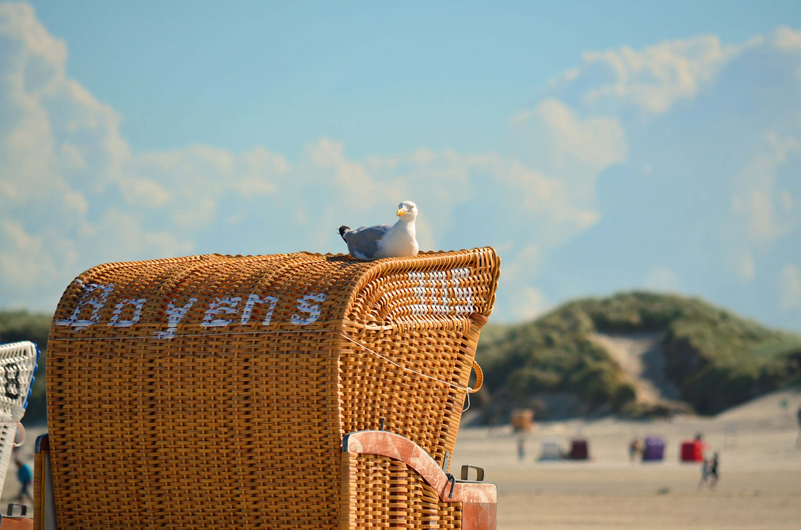 ~ Möwe ganz relaxt ~