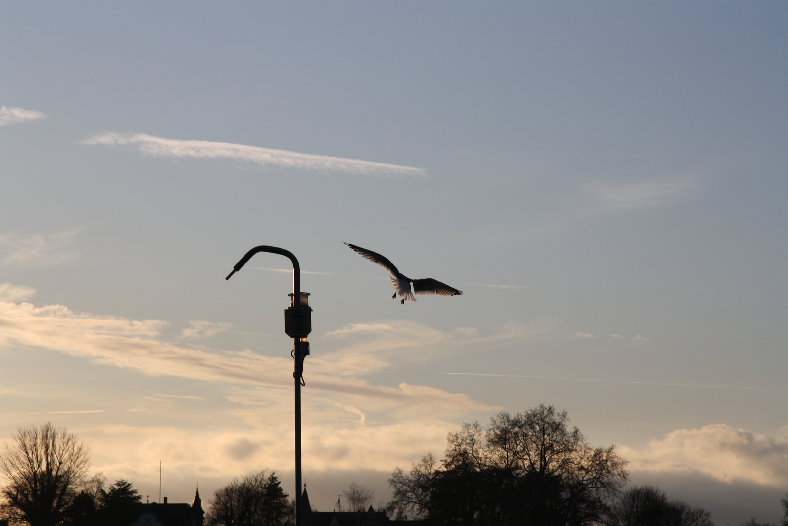 Möwe Gegenlicht