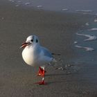 Möwe geht zum Frühstück