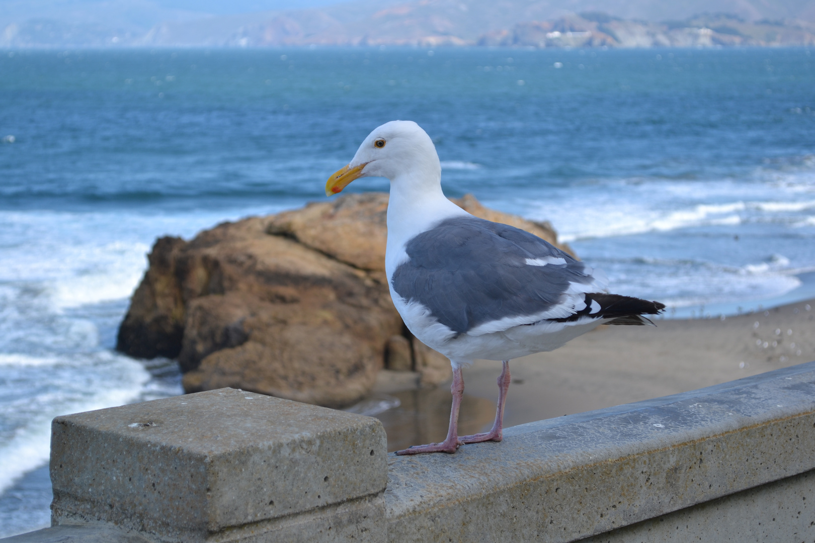 Möwe genießt die Aussicht