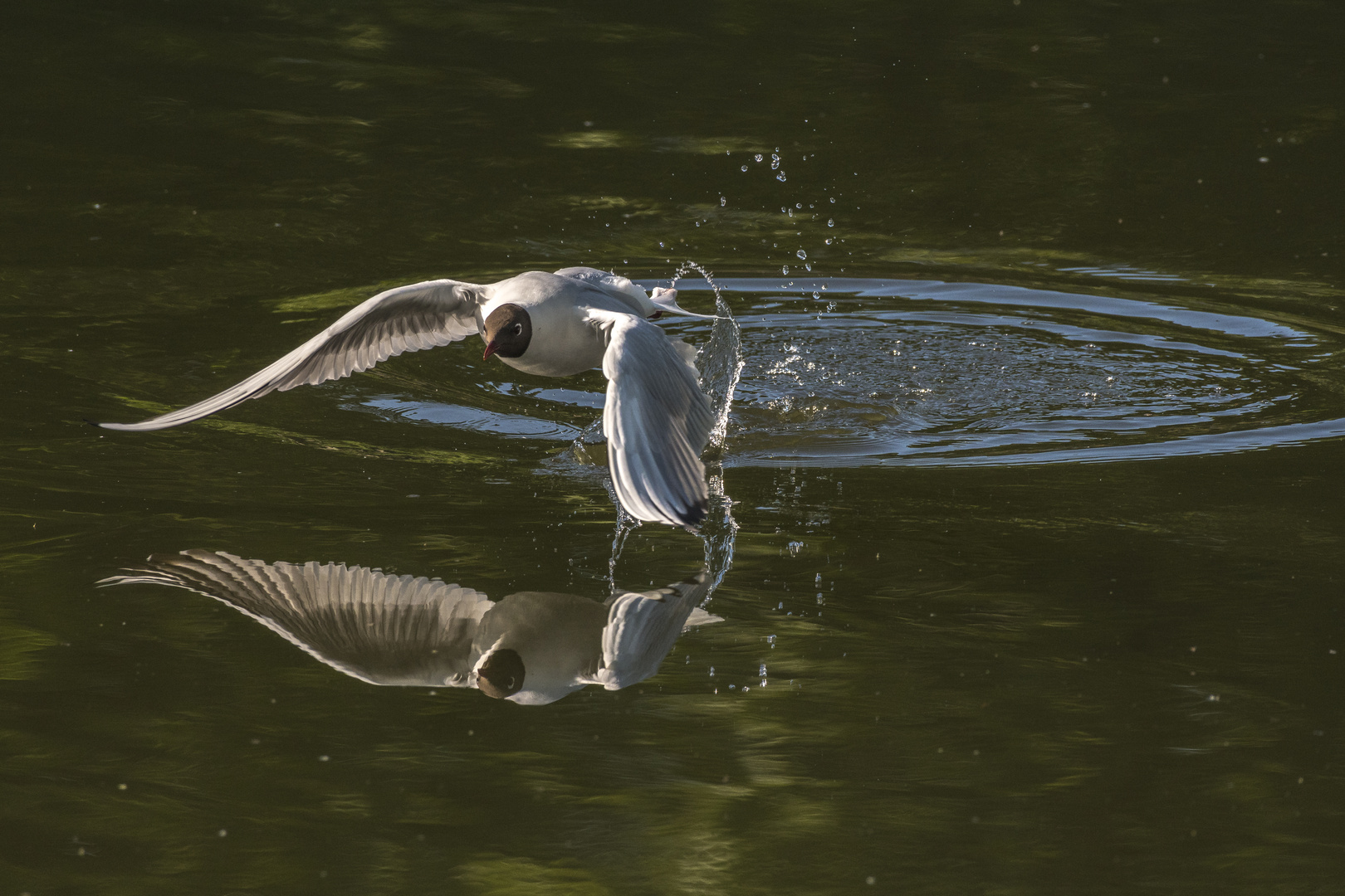 Möwe gespiegelt