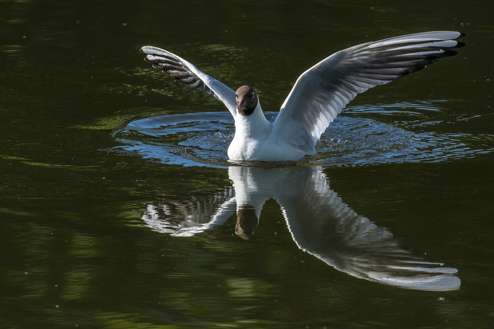 Möwe gespiegelt