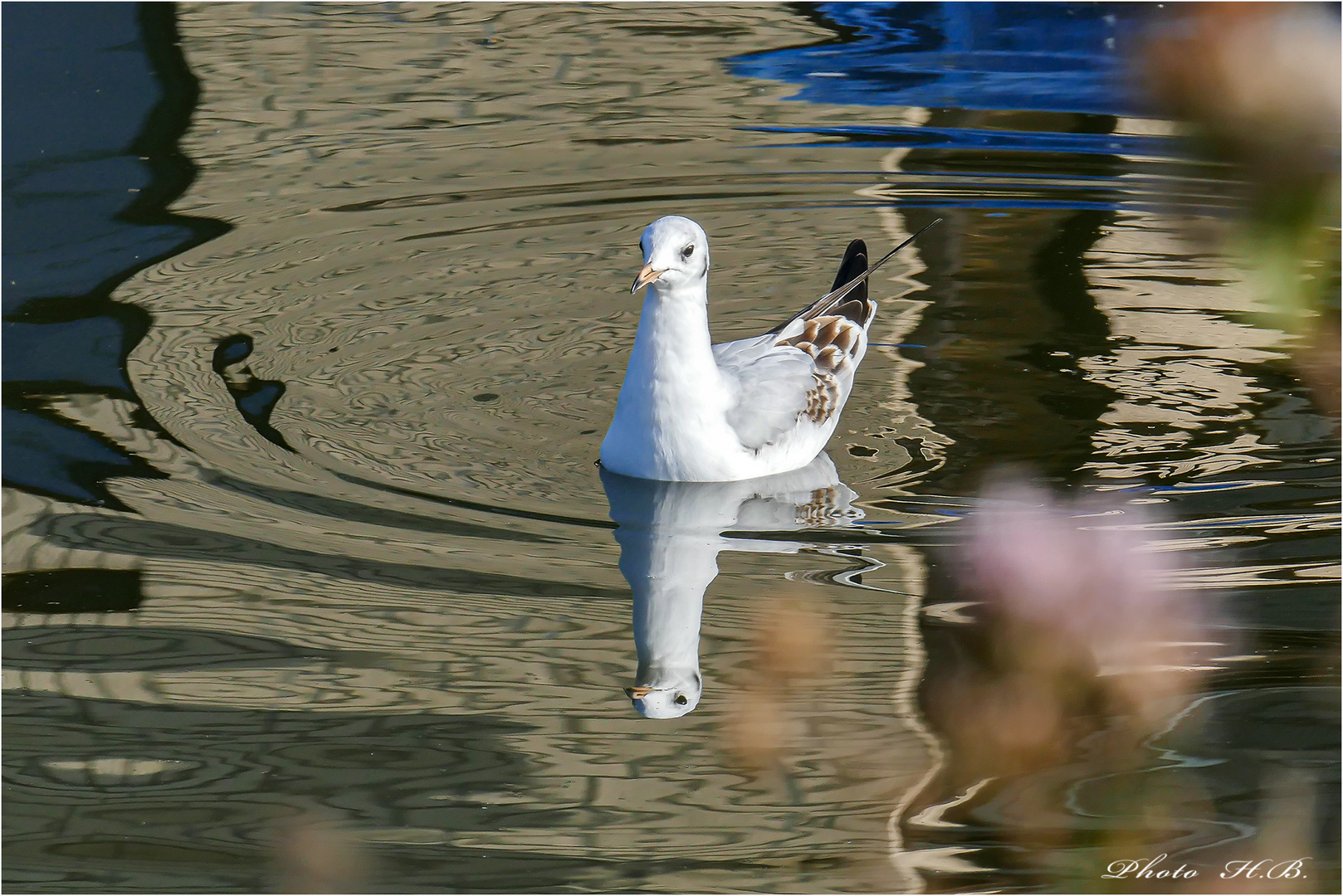 Möwe gespiegelt im Spiegel :)