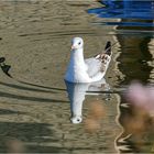 Möwe gespiegelt im Spiegel :)