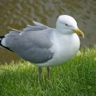 Möwe, Greetsiel, Nordsee