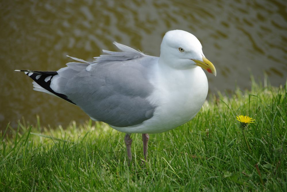 Möwe, Greetsiel, Nordsee von Petra Birkenfeld 