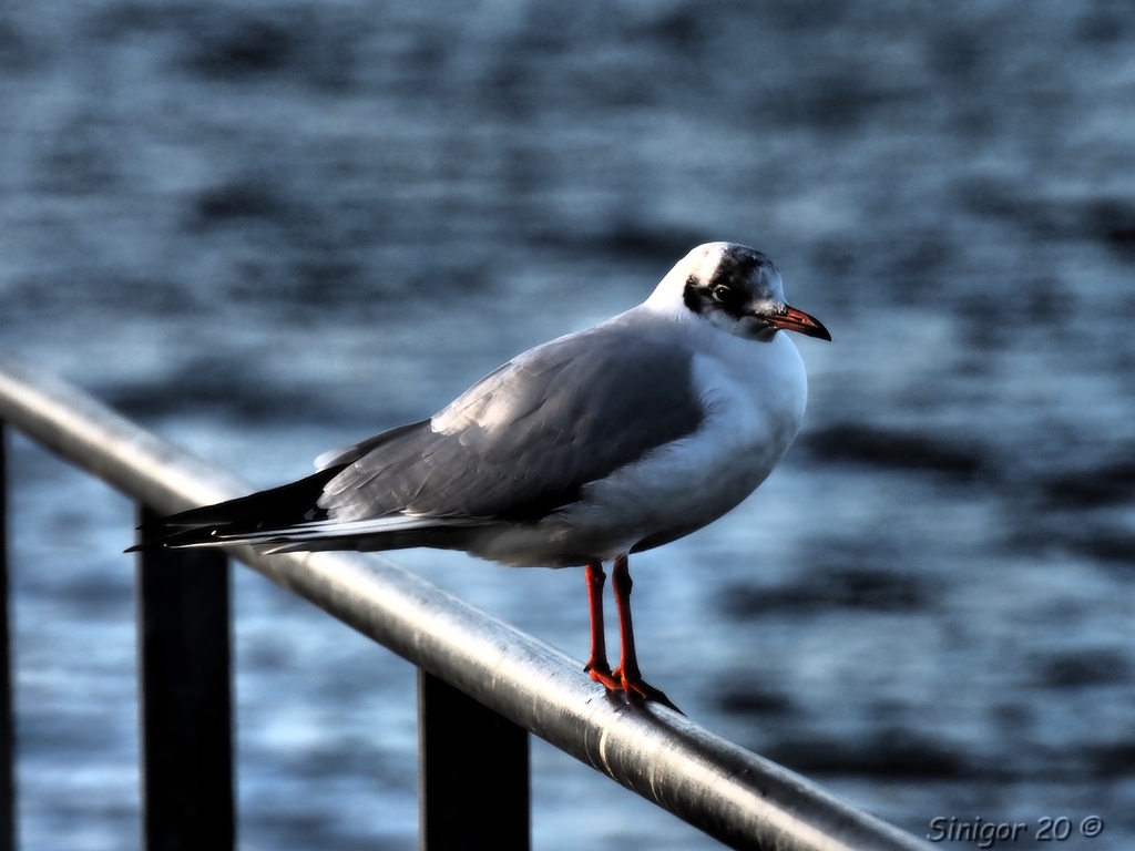 Möwe guckt