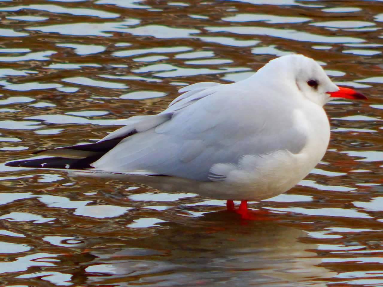 Möwe gut, alles gut!