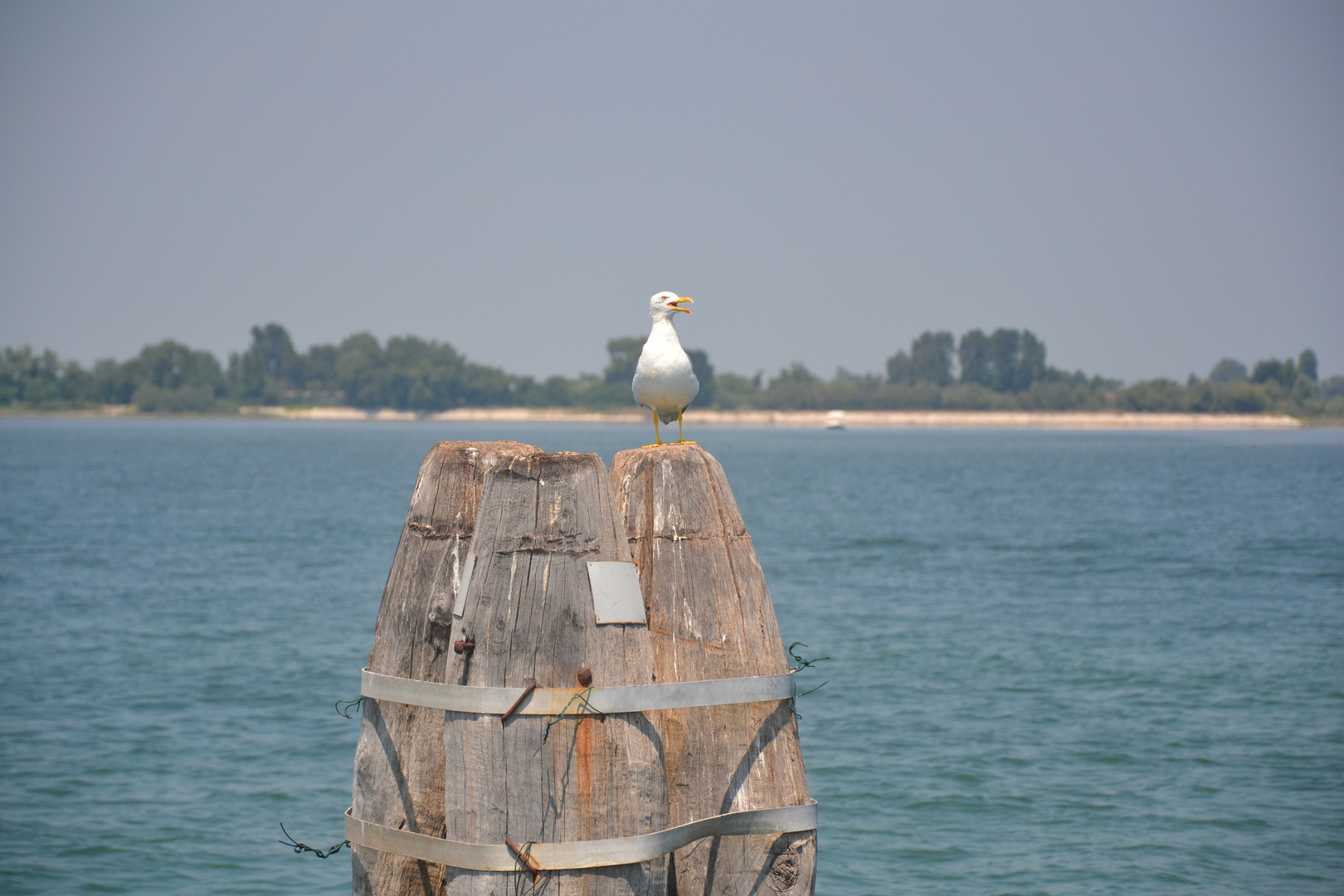 Möwe - Hafeneinfahrt Venedig