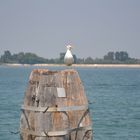 Möwe - Hafeneinfahrt Venedig