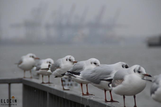 Möwe & Hafenkräne