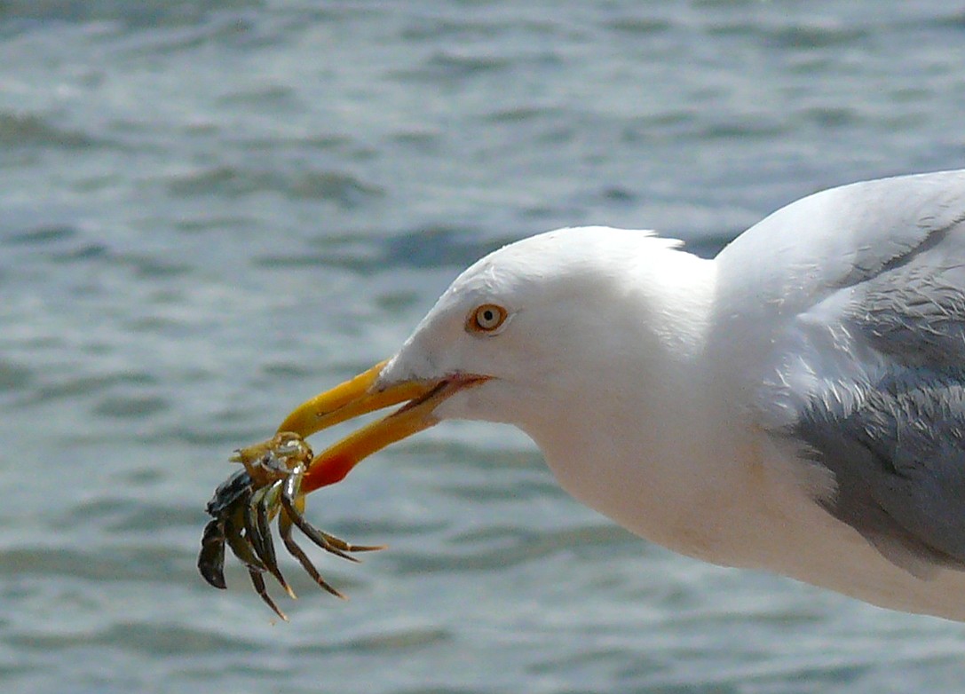 Möwe hat Krebs gefangen