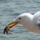 Möwe hat Krebs gefangen