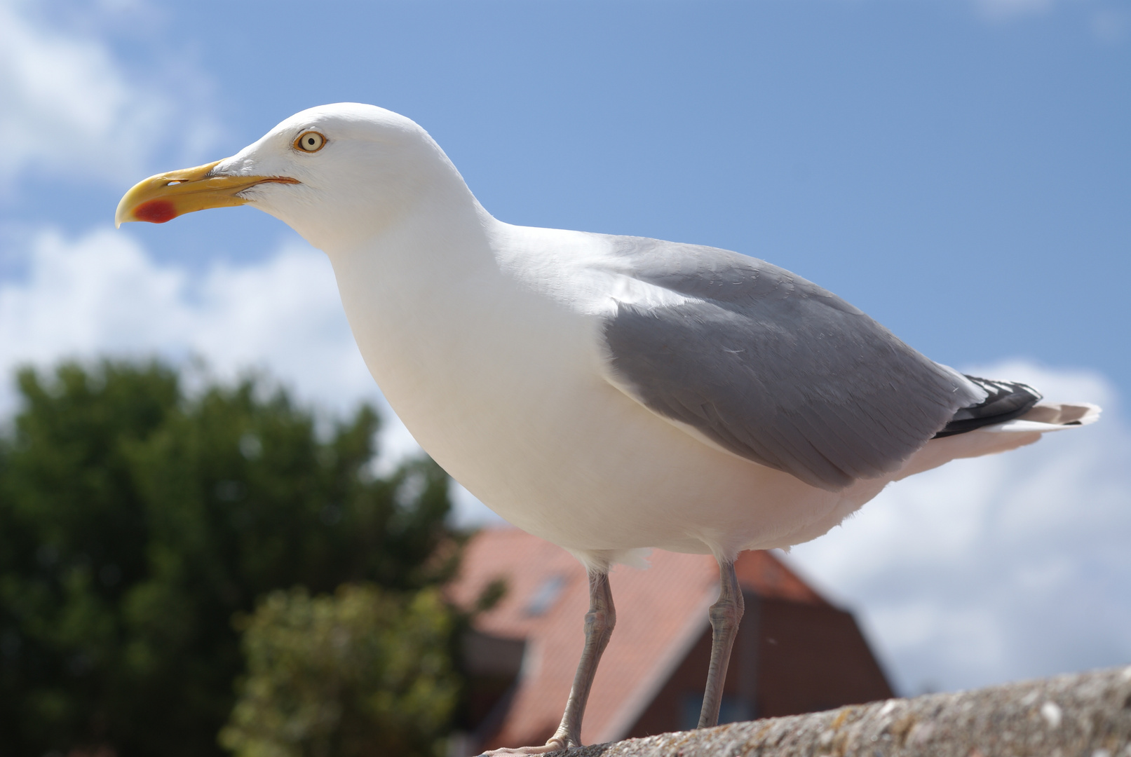 Möwe hautnah :)