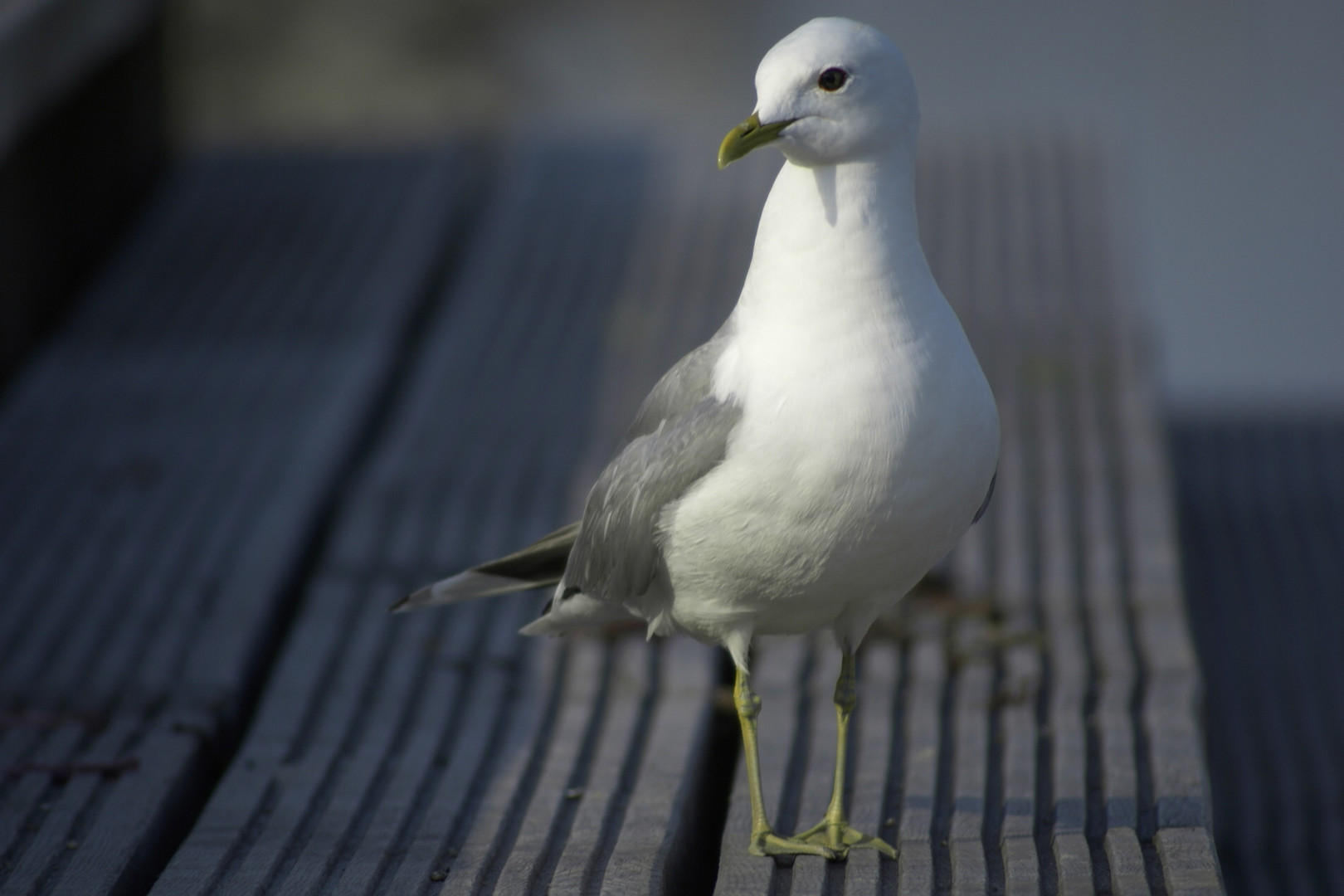 Möwe, Heiligenhafen