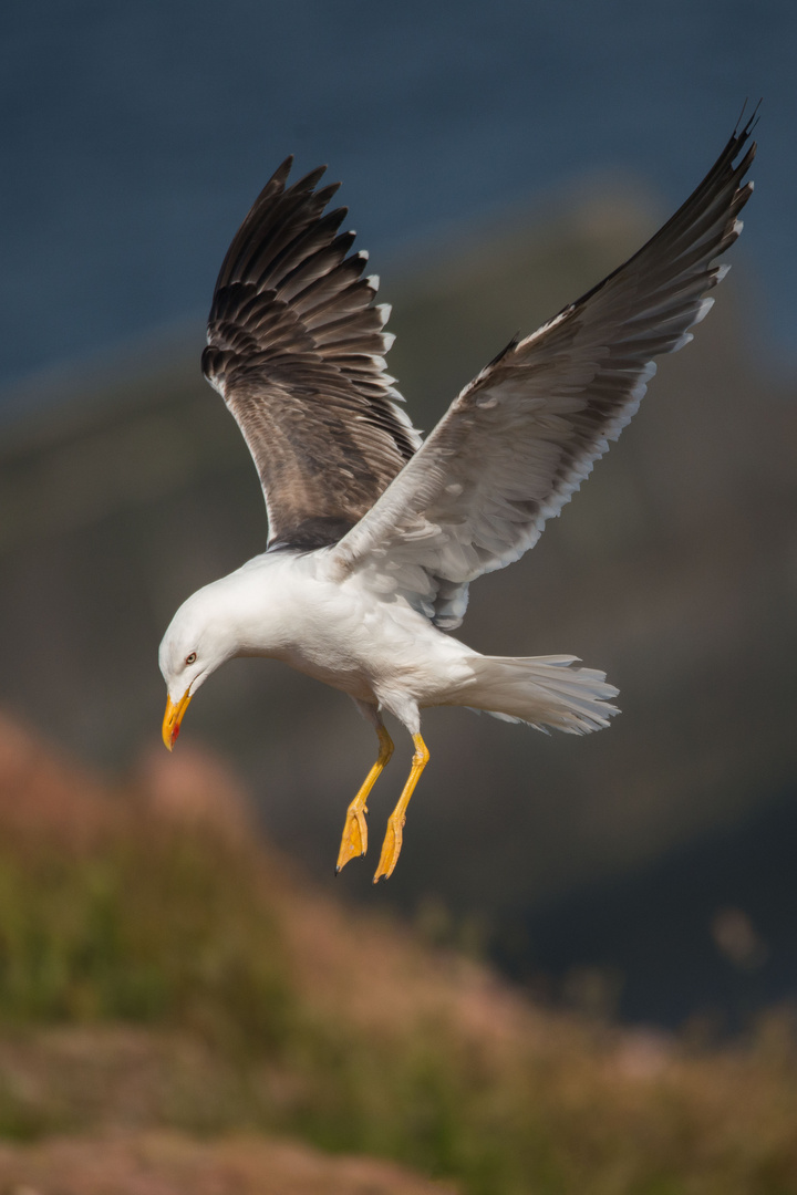 Möwe Helgoland 2016