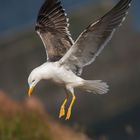 Möwe Helgoland 2016