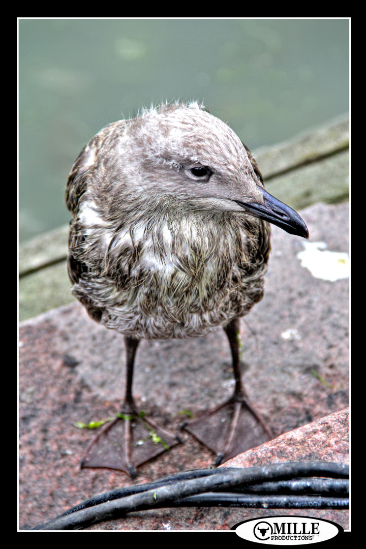 MÖWE HELSINKI