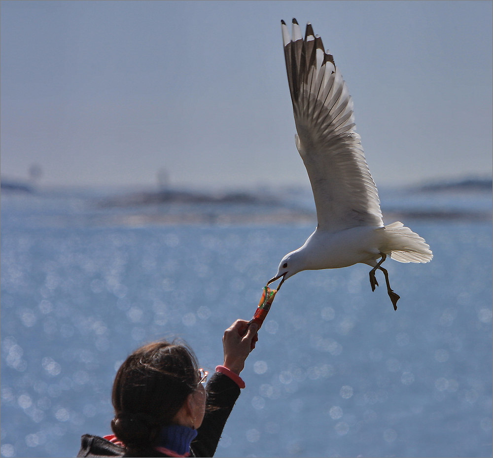 Möwe - Helsinki