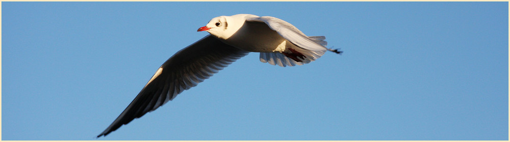 Möwe ... heute an der Kieler Förde