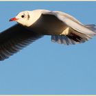 Möwe ... heute an der Kieler Förde