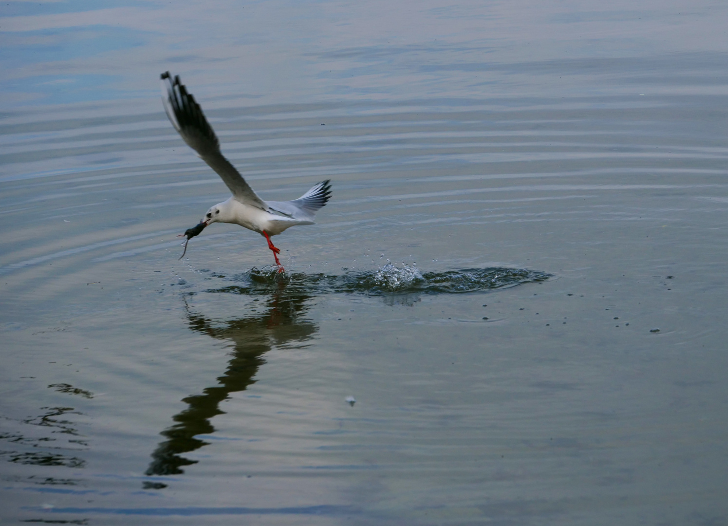 Möwe holt eine Ratte aus dem Wasser 