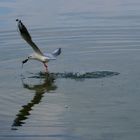 Möwe holt eine Ratte aus dem Wasser 