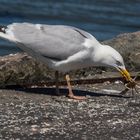 Moewe holt sich ihren Mittagssnack