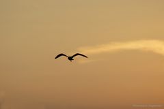 Möwe im Abendflug