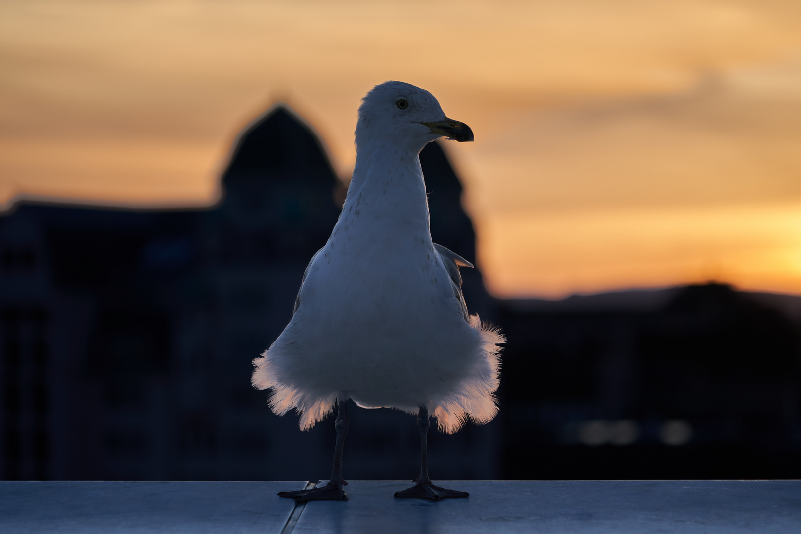 Möwe im abendlichen Gegenlicht