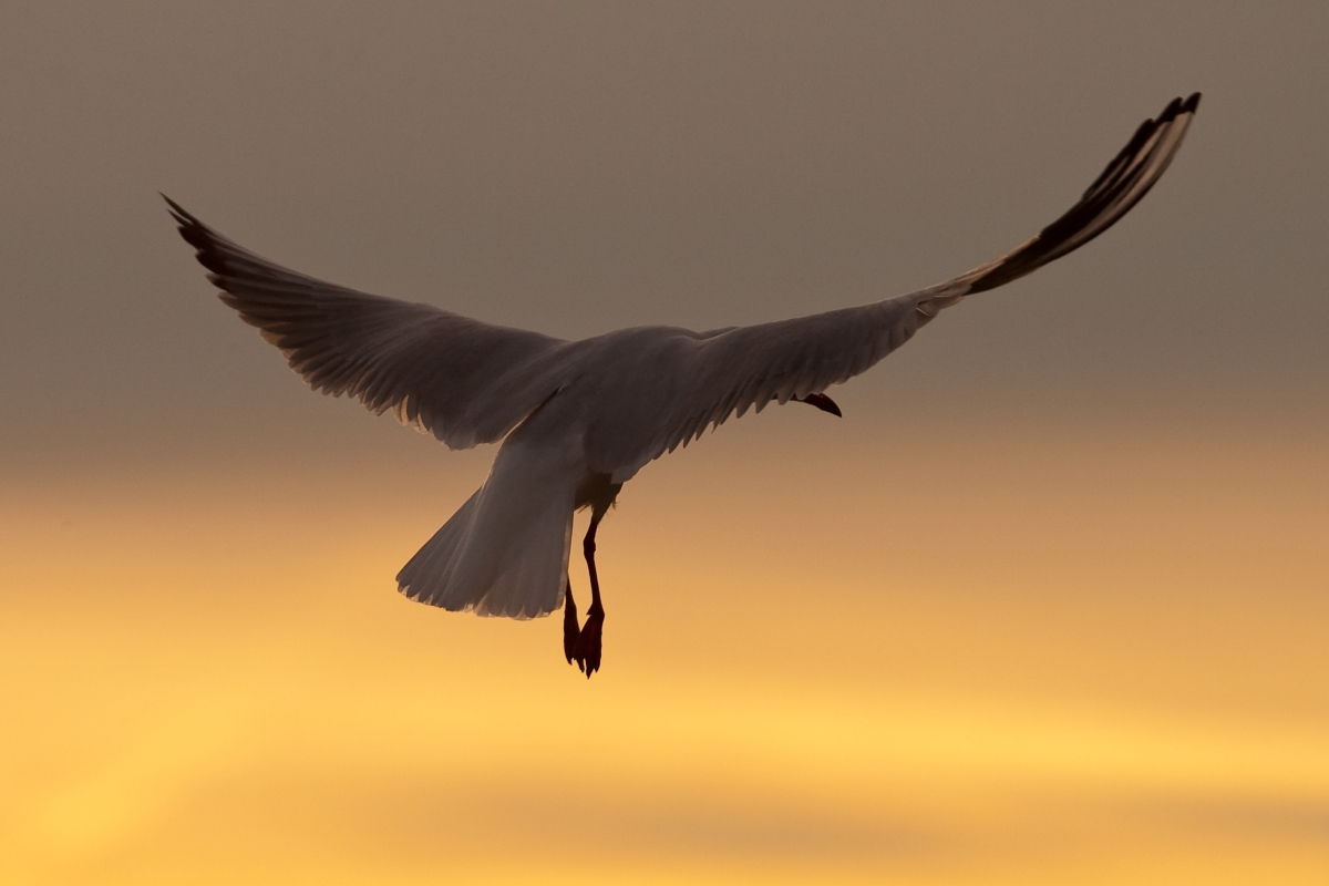 Möwe im Abendlicht