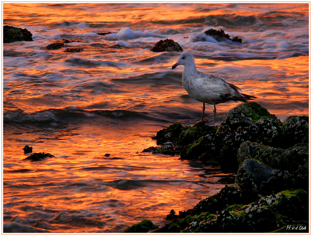 Möwe im Abendlicht