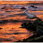 Möwe im Abendlicht