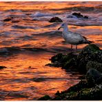 Möwe im Abendlicht