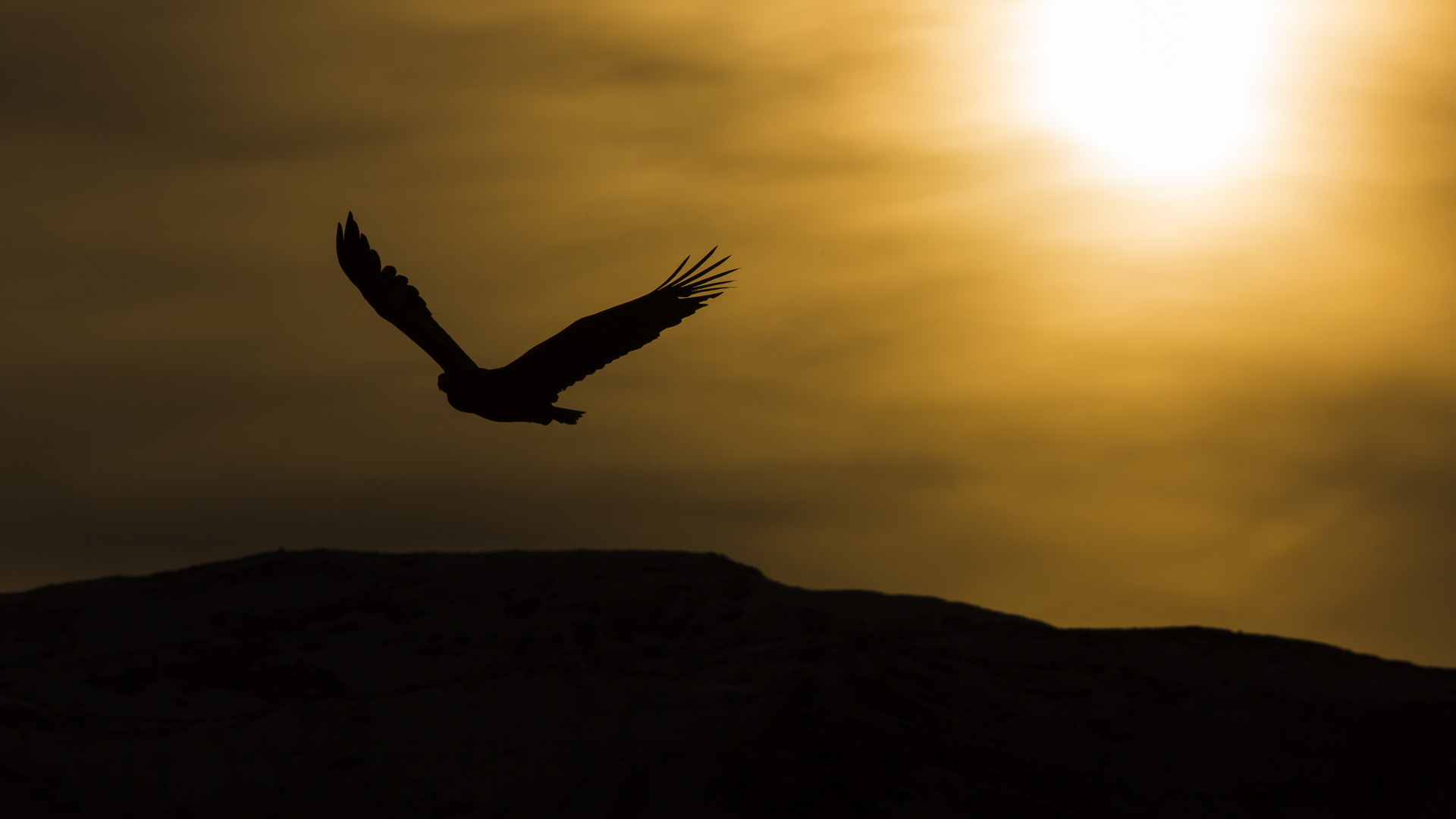 Möwe im Abendlicht 